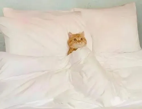 Meme mèo ngủ cho những ngày bạn chỉ muốn lim dim quên hết deadline