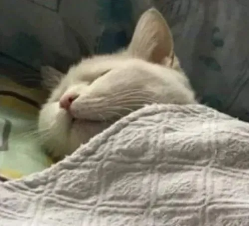 Ảnh troll mèo lim dim liên hệ mức thả lỏng cơ thể trong ổ ấm gối mềm
