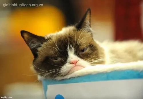 Meme hài mèo lịm dần liên hệ độ sâu giấc ngủ trong gối êm