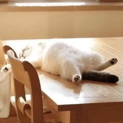 Meme hài mèo ngủ gắn bụng phồng nhẹ đầy đáng yêu