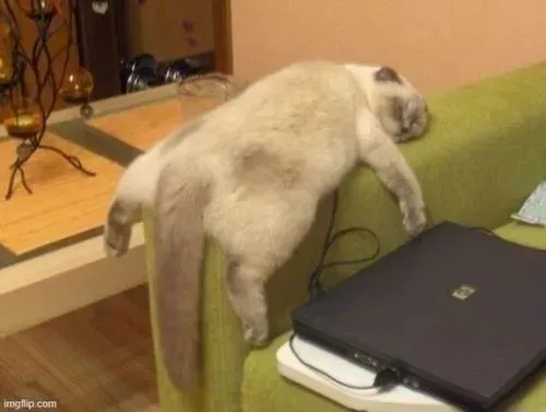 Bộ meme mèo ngủ ngon hợp comment khi mood bạn tụt năng lượng