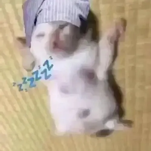 Meme chế mèo lim dim nêu tiếng thở khe khẽ qua nhịp thả lỏng cơ thể