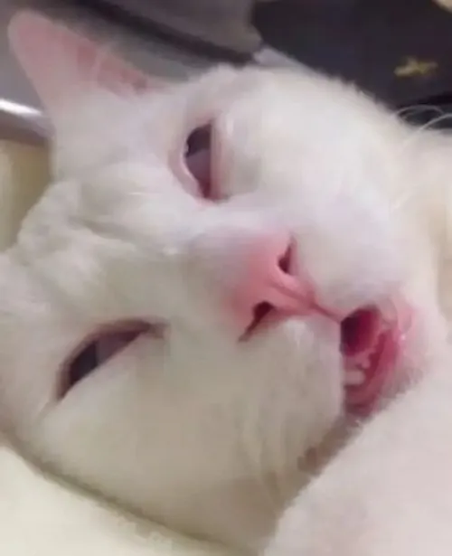 Meme mèo thiếp đi siêu hợp những tối thức khuya quá đà