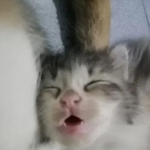 Mèo ngủ gục siêu đáng yêu cho các tình huống cần than kiệt sức