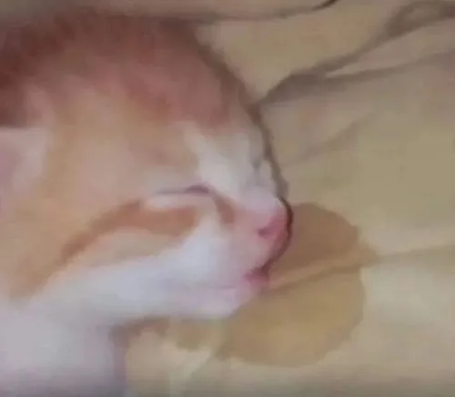 Bộ meme mèo an giấc chảy nước miếng hợp mood buồn ngủ đầu giờ sáng