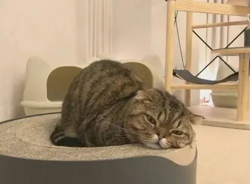 Hình chế meme vui mèo gà gật nêu mí mắt cụp qua nhịp thở nhẹ và lơ mơ