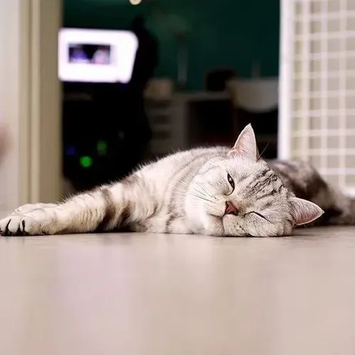 Hình chế meme vui mèo cuộn tròn nêu tiếng thở khe khẽ qua dáng nằm mềm và hơi thở