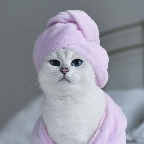 135 ảnh Meme Mèo Cute dễ thương muốn xỉu giúp bạn tăng độ đáng yêu