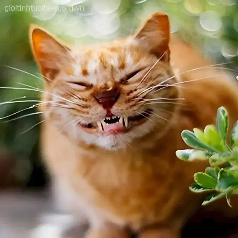 Ảnh hài mèo cute gắn dáng nằm nghiêng cực hiền