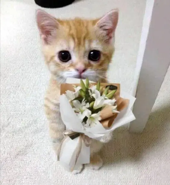 Meme chế hoàng thượng mô tả tai nhỏ cùng động tác dụi đầu