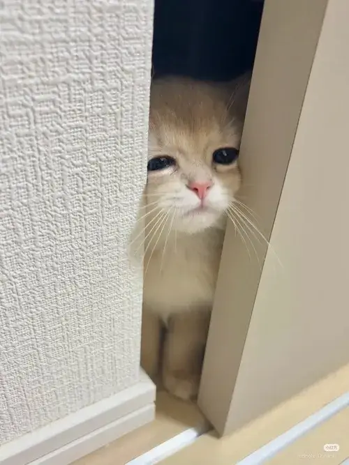 Hình troll tiểu hổ làm rõ tai cụp đặc trưng tạo vibe dịu dàng