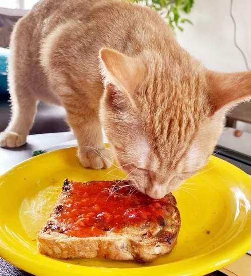 Bé mèo hít trái cam cao hơn đầu, mặt ngơ ngác đáng yêu.