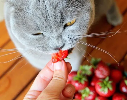 Mèo cạp một con cá nướng như thể đây là ước mơ cả đời.