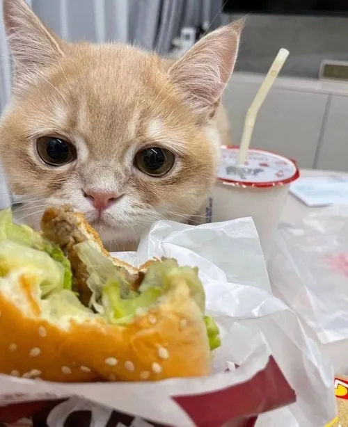 Một bé khác húp phở bằng ánh nhìn ngơ ngác, kiểu: để tôi lo phần nước dùng.