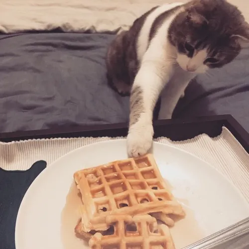 Một chú đeo kính, dựa ngả ghế như vừa gọi chai rượu xịn.