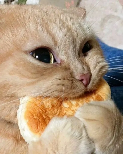 Mèo nhìn miếng pizza phô mai kéo sợi đầy thèm thuồng, mắt tròn cỡ quả bi ve.