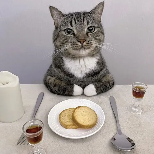 Bé mèo ôm cái waffle lớn hơn cả mặt, nhón miếng nhỏ mà cảm xúc dâng trào.