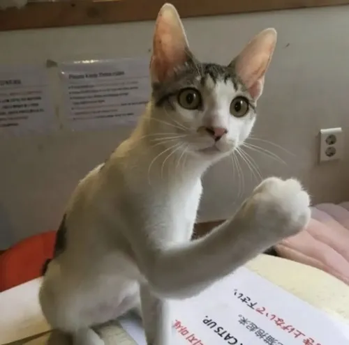 Ảnh vui mèo buông xuôi gợi khoảnh khắc gục đầu