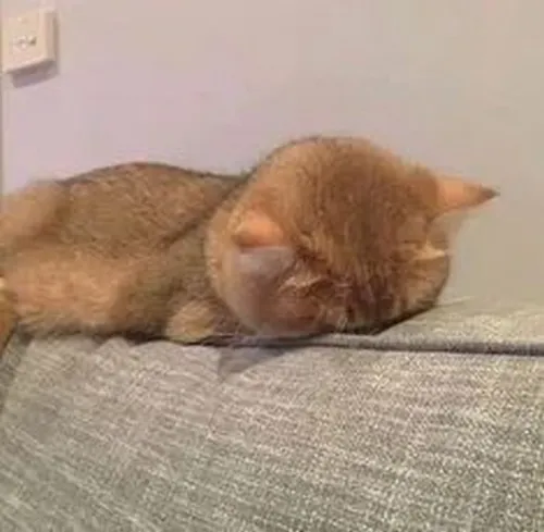 Meme mèo bất lực khắc họa lười biếng nhẹ