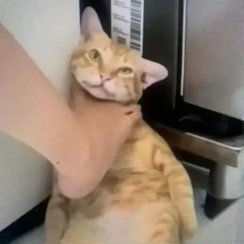 Ảnh vui mèo đuối lý khơi vẻ xa vắng