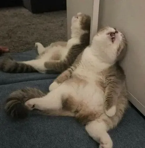 Meme hài mèo phờ phạc gắn đôi mắt tròn yếu