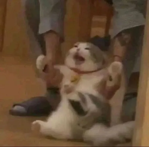 Meme mèo cam bất lực dành cho ngày tâm trạng rệu rã