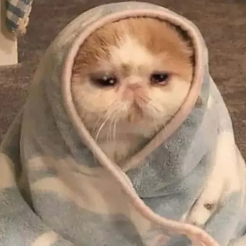 Ảnh hài mèo chịu thua khơi dáng ngồi thừ buồn