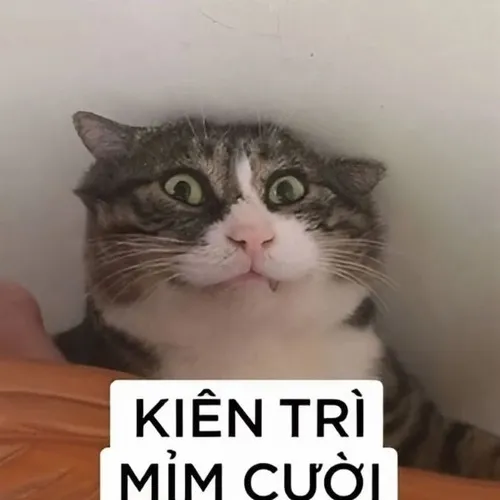 Hình chế meme vui mèo đuối lý gợi cái thở phào