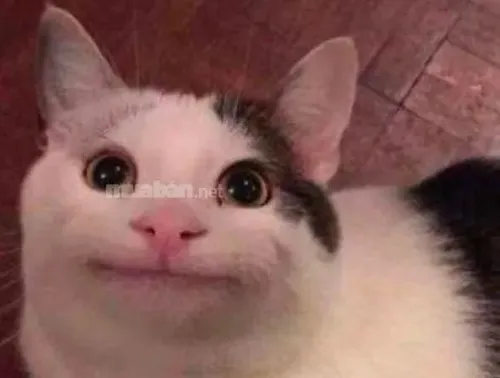 Meme mèo bất lực dùng khi bạn bị dồn ép tinh thần