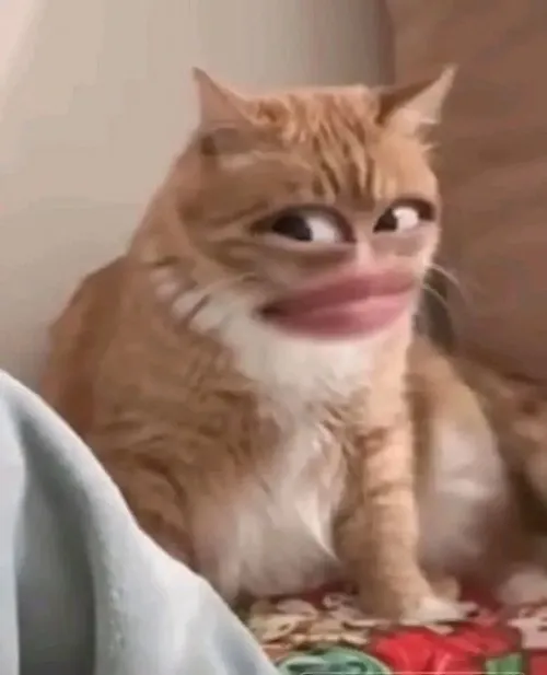 Hình meme hài mèo mệt gợi dáng ngồi lún tròn trịa