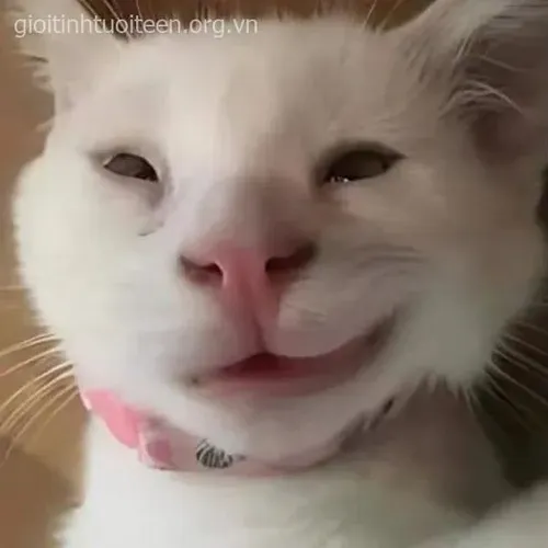 Khoảnh khắc cười đểu gắn thái độ châm chọc rất kênh kiệu