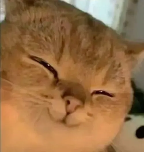 Mèo mặt lạnh nhưng cười đểu cực hợp mood cà khịa bạn thân