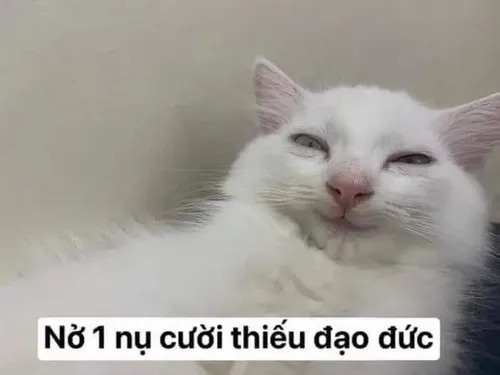 Gói meme cười nhếch môi hợp cảnh trêu đùa và ném nhẹ sự mỉa mai