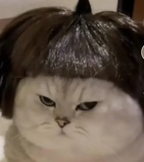 Ảnh vui mèo mặt tròn cau nhẹ vì bị chạm vào bụng mềm