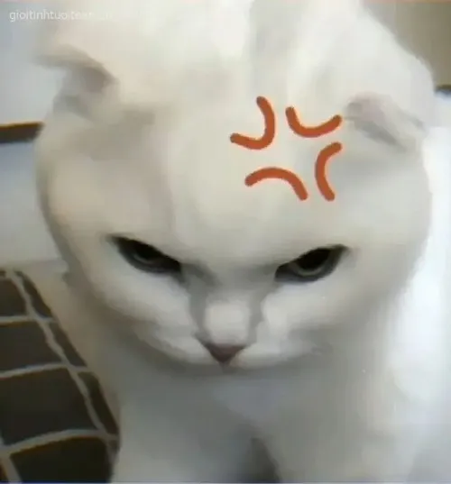 Meme mèo hờn trách với ánh mắt trách móc siêu buồn cười