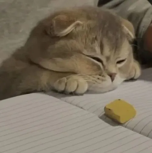 Meme chế mèo phúng phính rớt mood khi bị từ chối món ưa thích