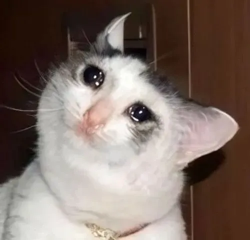 Hình troll mèo tam thể nũng nịu trên chiếc mền yêu thích