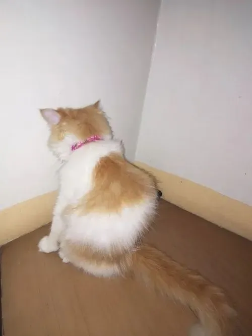 Hình troll mèo tam thể buồn rầu xoay đầu kiểu khó ở nhẹ