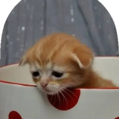 Ảnh chế mèo nhà hờn mát né tránh khi sen gọi lại gần