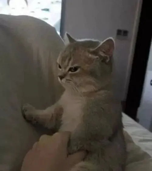 Meme hài mèo cụp tai phụng phịu vì sen không ôm đúng ý nó