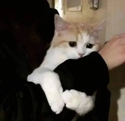 Ảnh troll mèo nhăn mặt giận nhẹ trong chiếc hộp giấy chật cứng