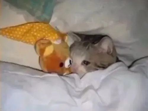 Meme mèo đỏng đảnh giận vu vơ hợp mọi tình huống