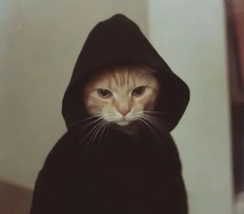 Khoảnh khắc mèo nũng nịu kiểu giận vô cớ nhìn là mềm tim