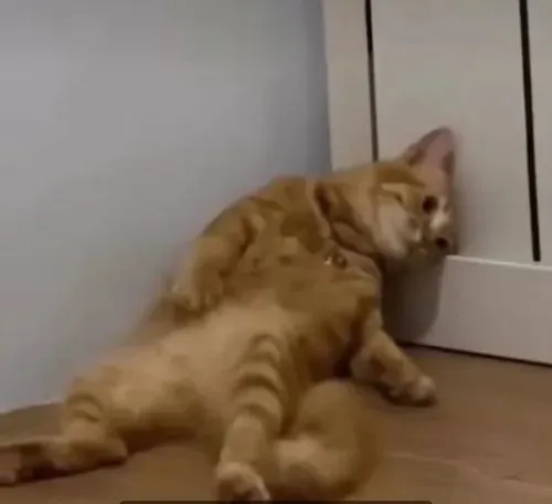 Meme mèo con phụng phịu với ánh mắt trách móc nhìn cực lâu