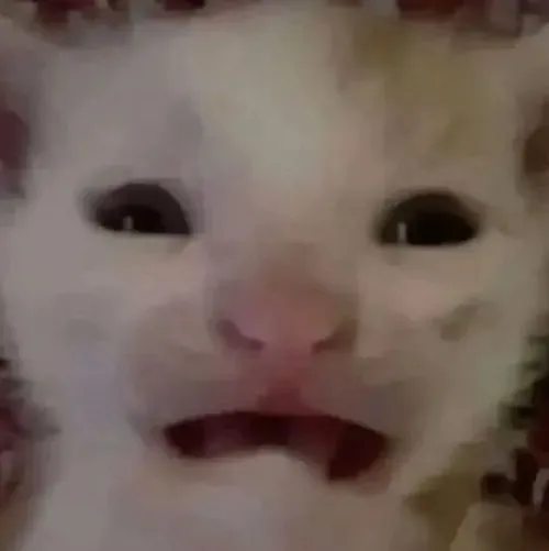 Meme mèo mặt phúng phính giận mà muốn ôm luôn