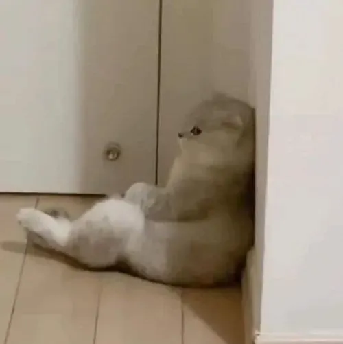 90 Meme Mèo Dỗi Hờn giận hờn vu vơ hợp các nàng nũng nịu với người yêu