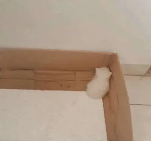 Hình mèo giận nhẹ nhưng đáng yêu khiến ai cũng muốn dỗ