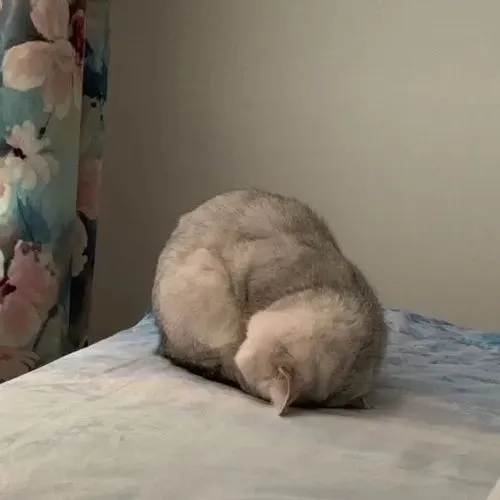 Hình chế meme vui mèo biếng với đôi tai cụp và ánh nhìn chê nhẹ