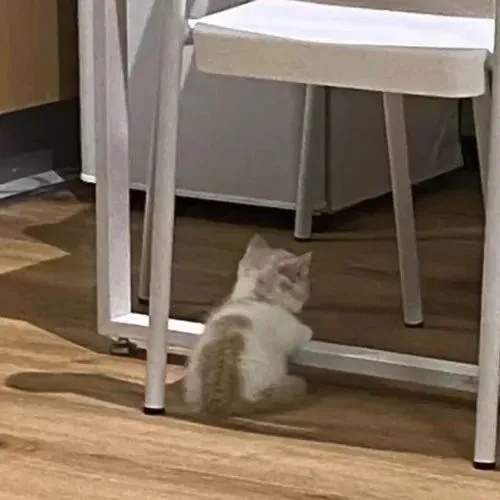 Meme chế mèo phúng phính đuôi cong thể hiện mood không vui