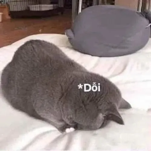 Hình chế meme vui mèo biếng môi chúm như muốn trách sen